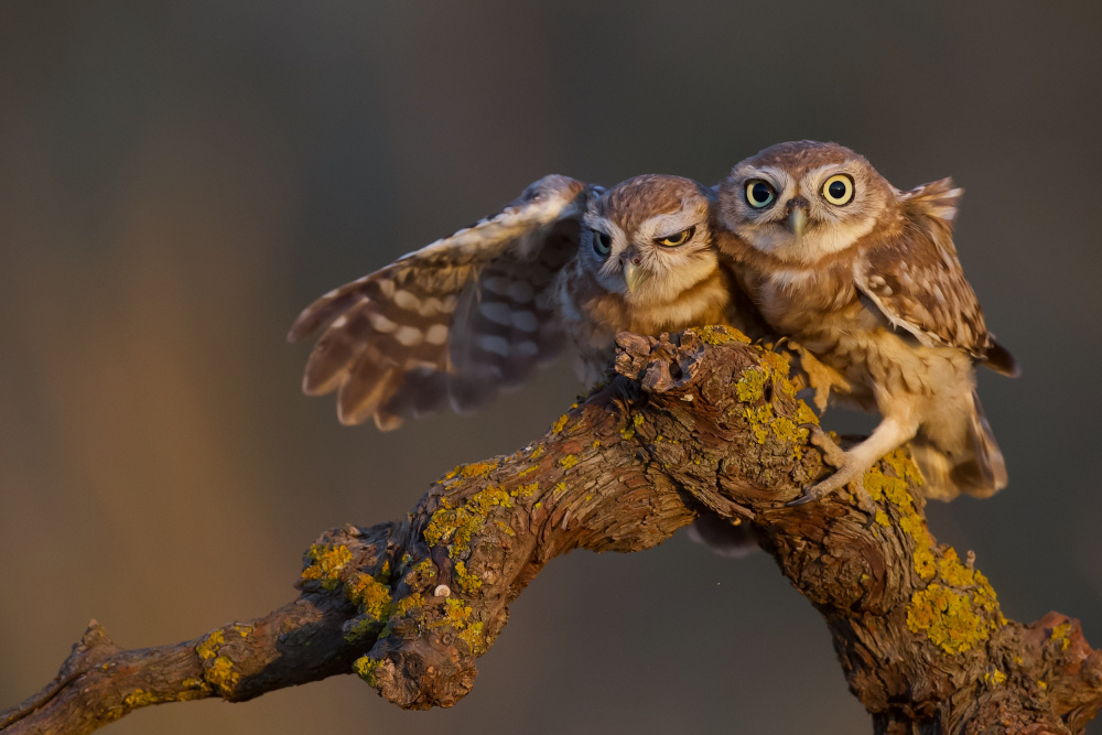 Sweet couple von David Manusevich