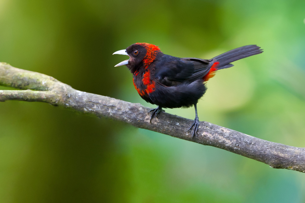 Crimson-collared Tanager von David Manusevich