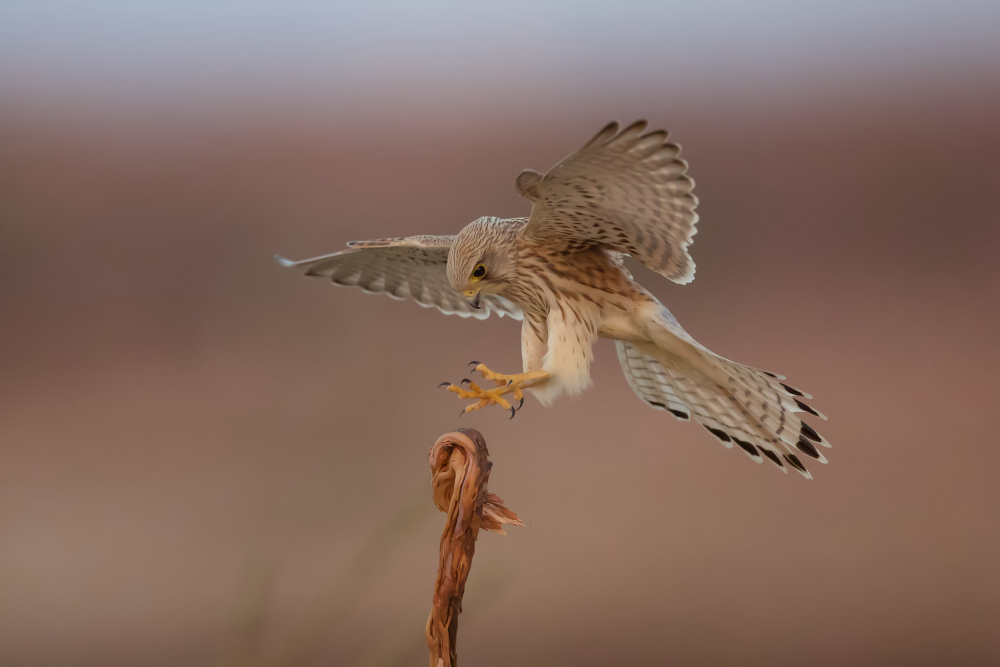 Common kestrel von David Manusevich