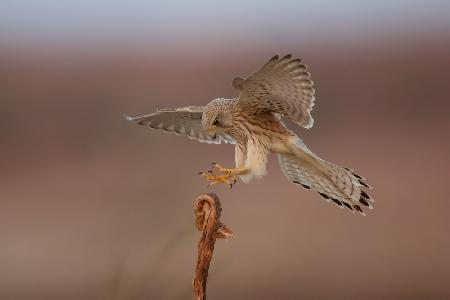 Common kestrel