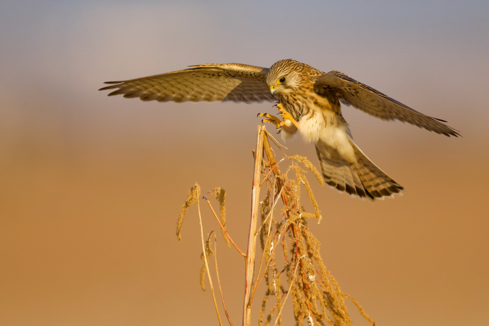 Common kestrel von David Manusevich