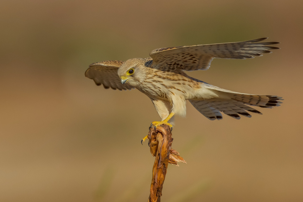 Common kestrel von David Manusevich