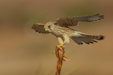 Common kestrel