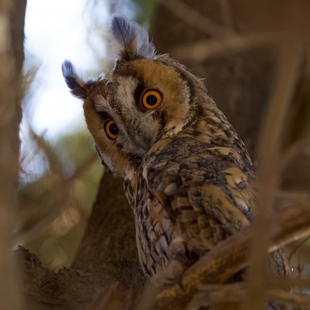 Long-eared owl von David Manusevich