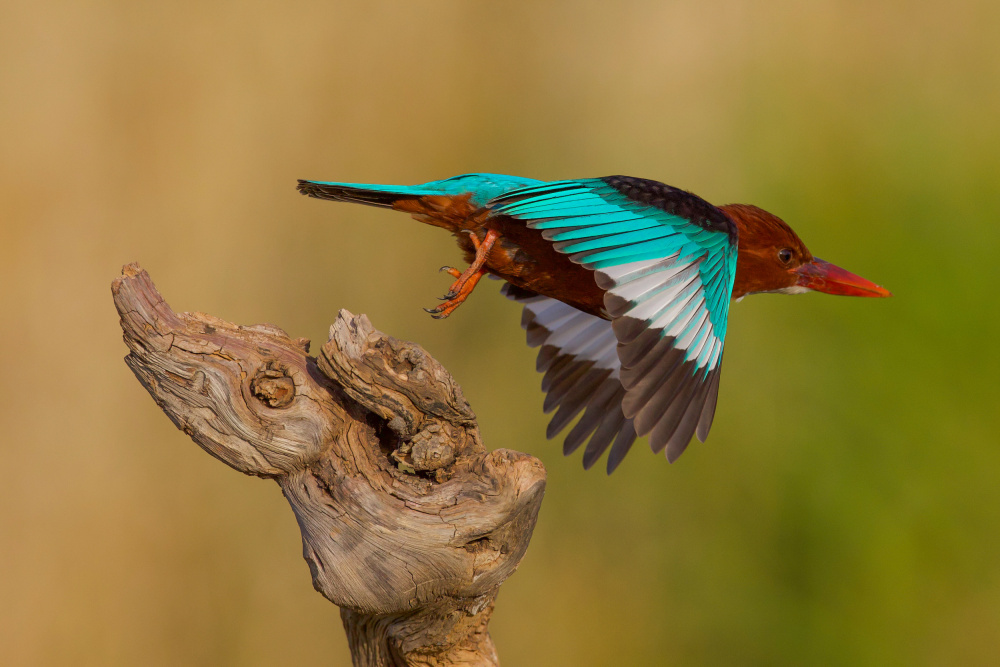 White Throated Kingfisher von David Manusevich