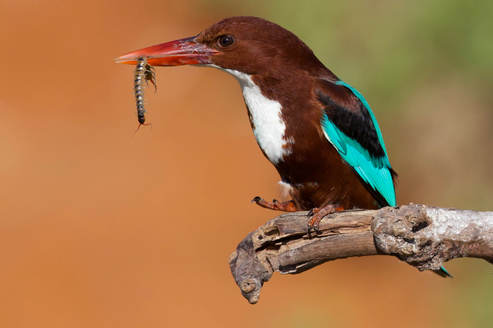 White Throated Kingfisher von David Manusevich