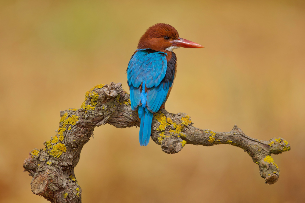 White Throated Kingfisher von David Manusevich