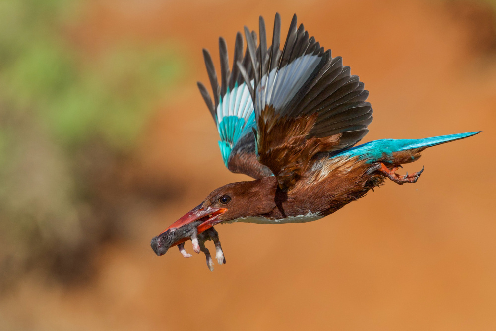 	 White Throated Kingfisher von David Manusevich