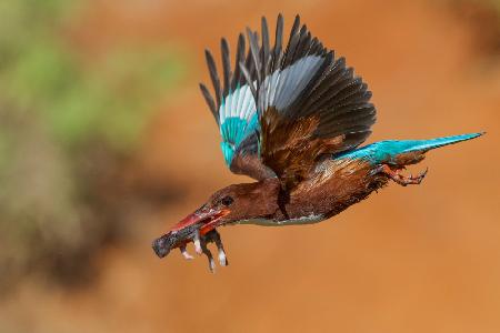 	 White Throated Kingfisher