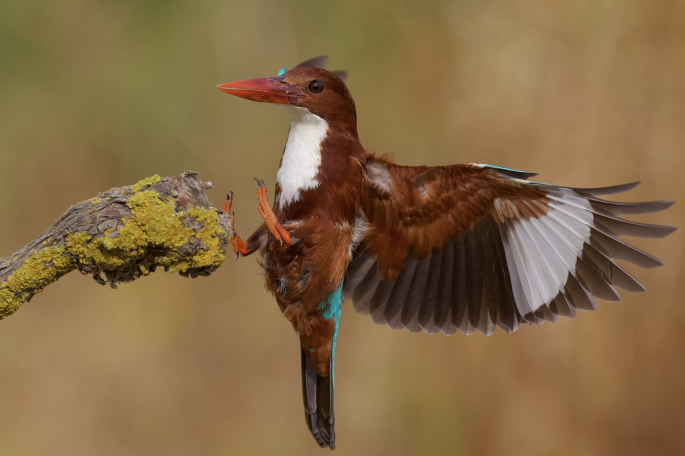 White Throated Kingfisher von David Manusevich