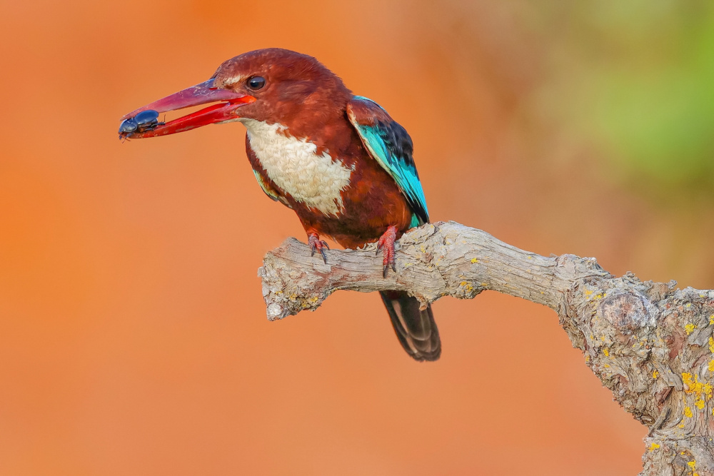 White Throated Kingfisher von David Manusevich