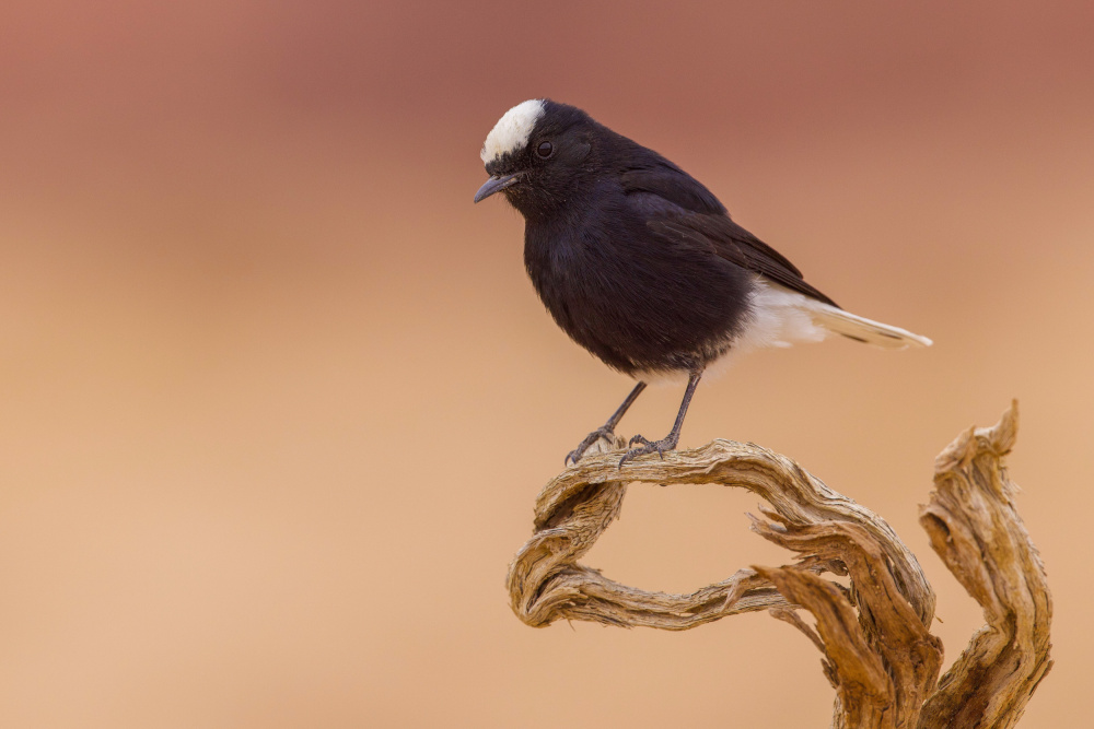 White-crowned wheatear von David Manusevich