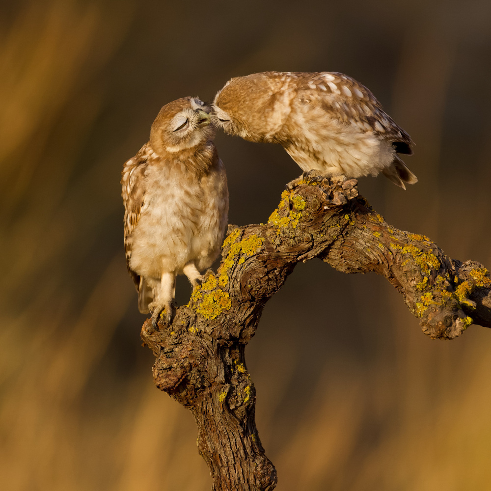 Tender kiss von David Manusevich