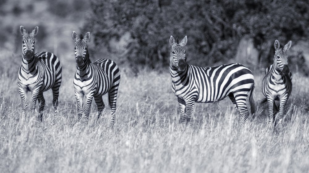 Zebras von David Manusevich