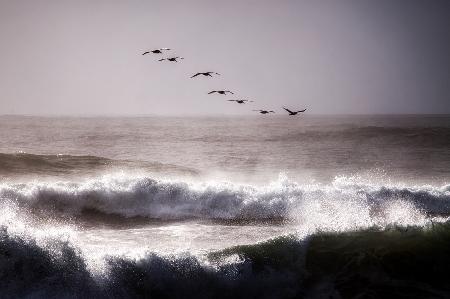 Pelicans