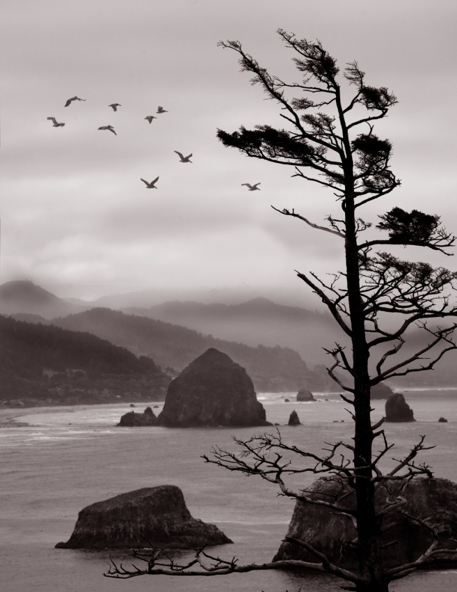 Ecola Point von David Scarbrough