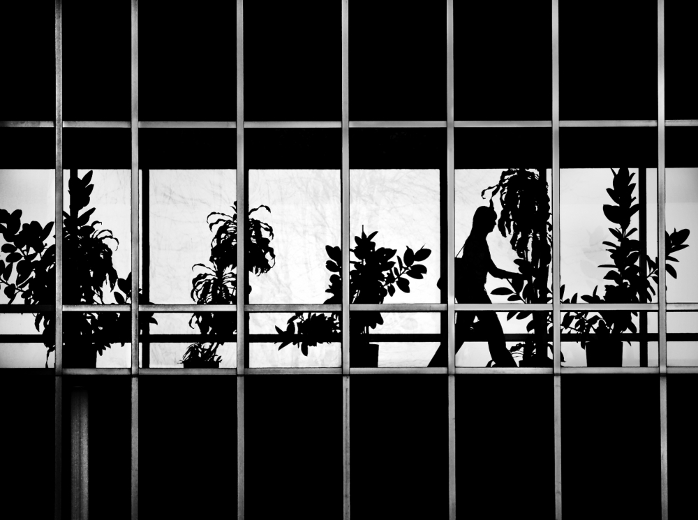 Urban Jungle von David Senechal Photographie (polydactyle)