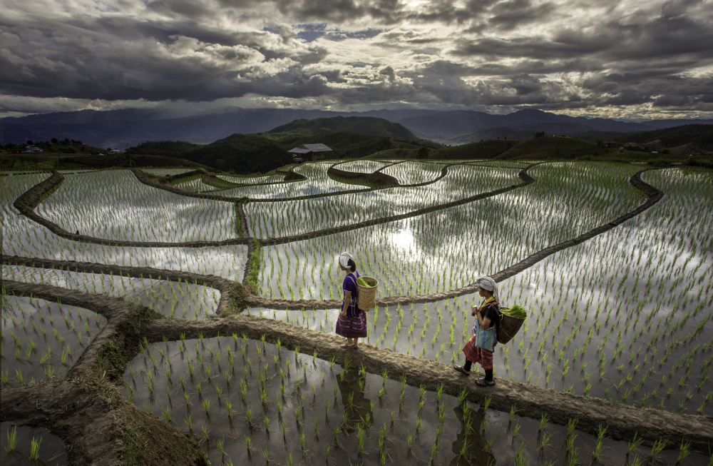 Chiang Mai Rice Fields von David Van Driessche