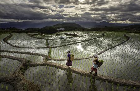 Chiang Mai Rice Fields