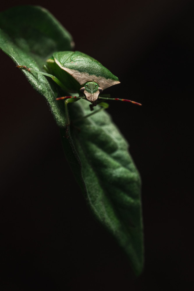 Green Soldier Bug von Dávid Virág