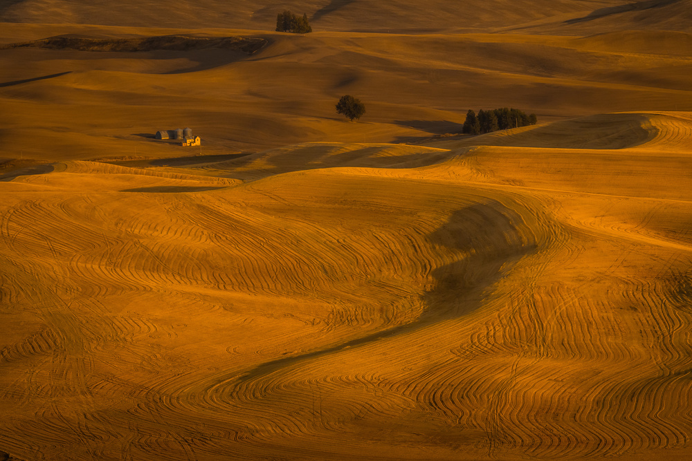 Wheat Field in Sunset von David Wang