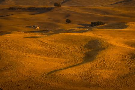 Wheat Field in Sunset