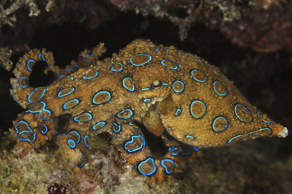 Blue Ring von Davide Lopresti