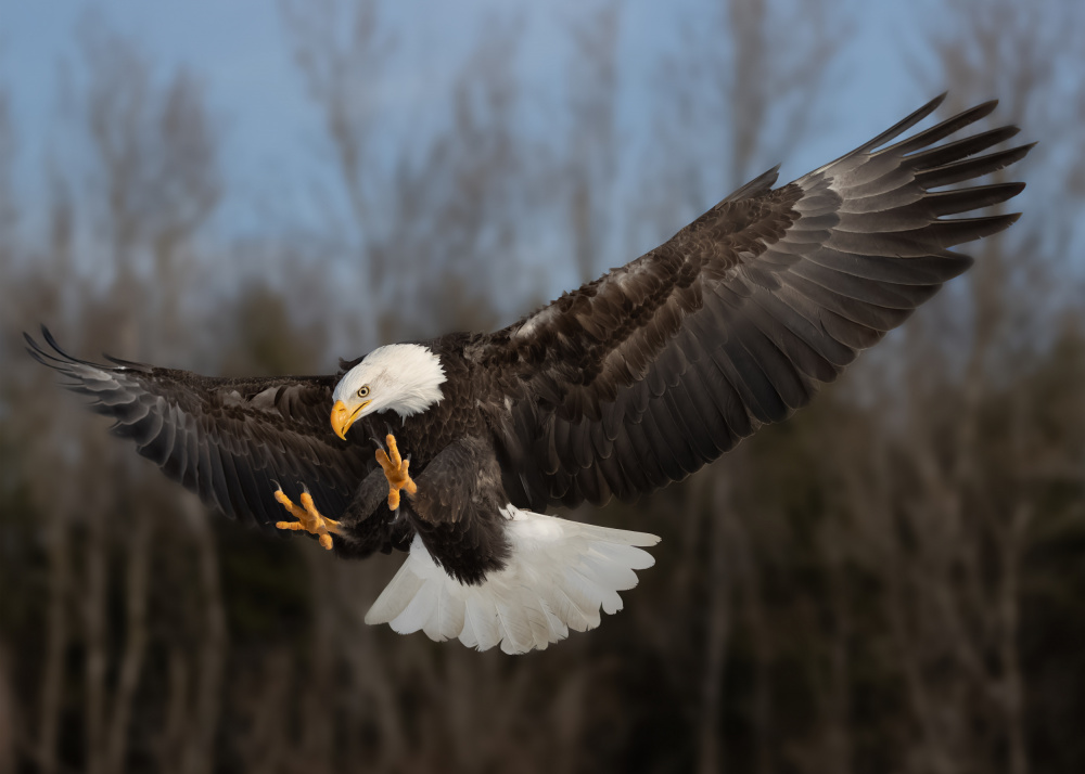 American bald eagle von Davidhx Chen