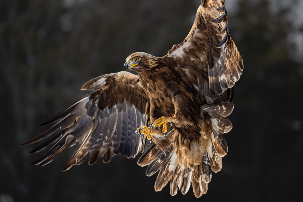 The golden eagle soared on its wings von Davidhx Chen