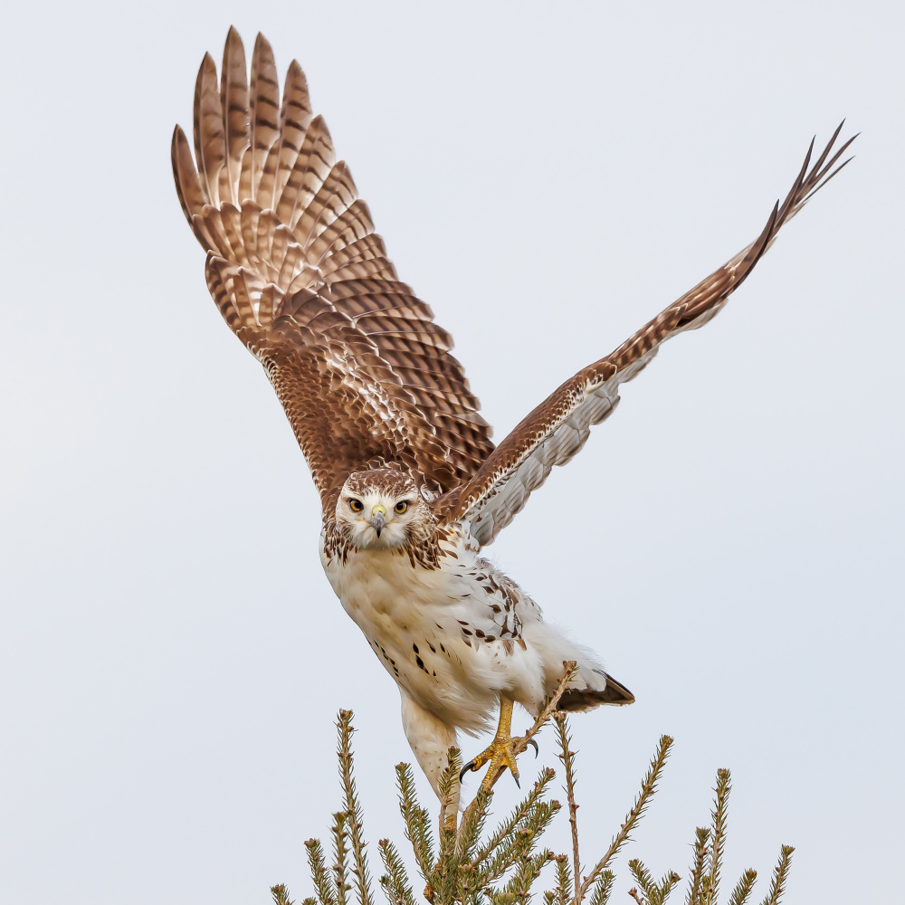 Ready to take off von Davidhx Chen