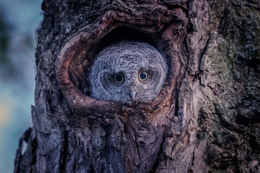 Eastern screech owlet von Davidhx Chen