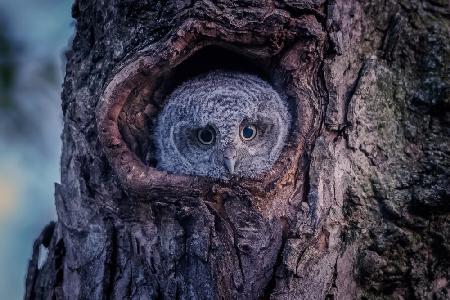 Eastern screech owlet