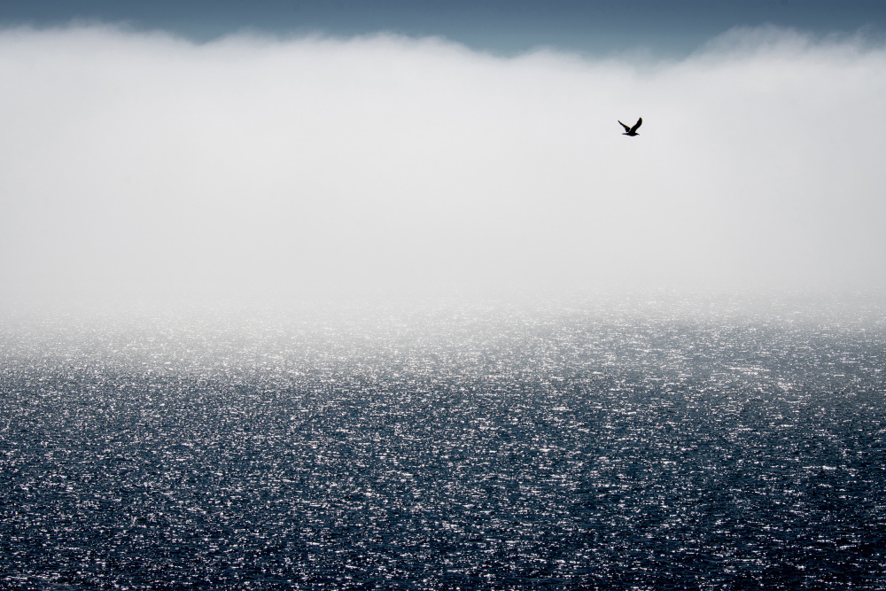 Gulls dont care for the fog von Davor Goll