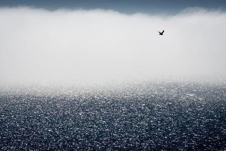 Gulls dont care for the fog