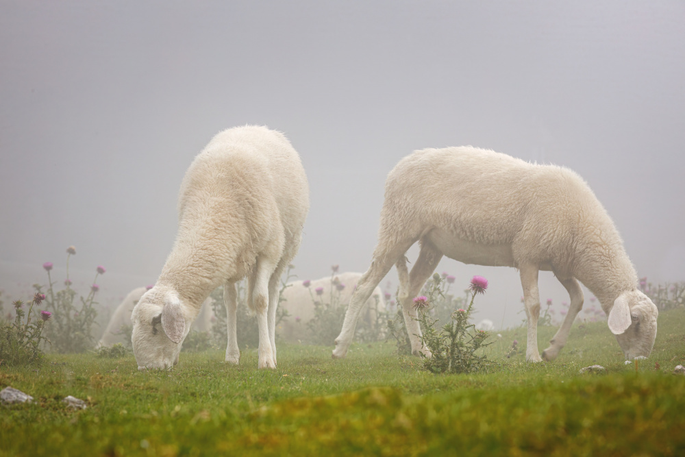 Sheeps in the Mist von Davorin Baloh