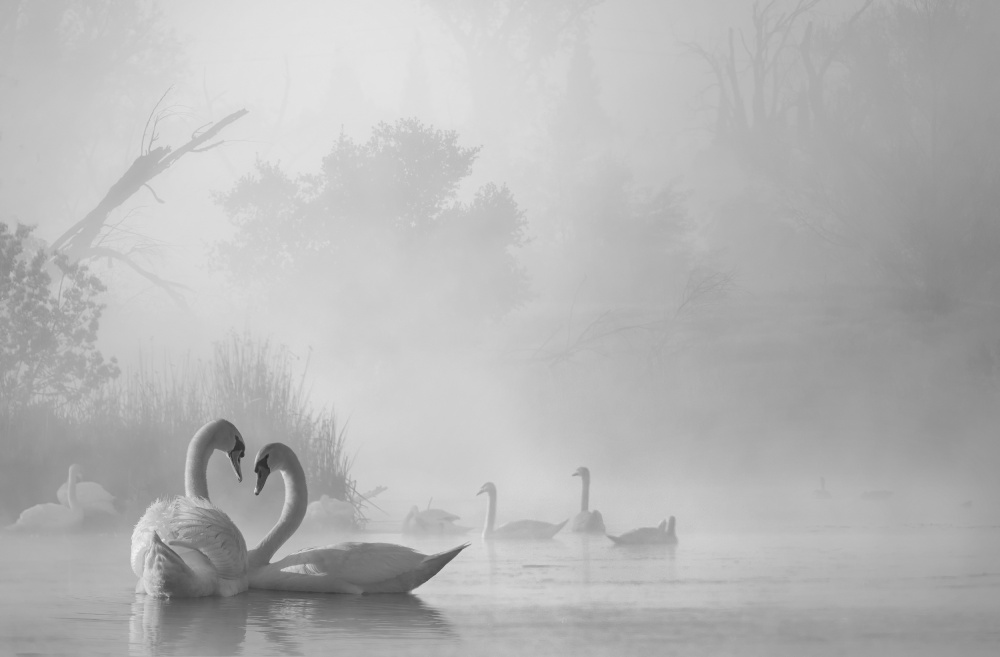 morning fog on swan lake von Dawei Liu 金山大卫