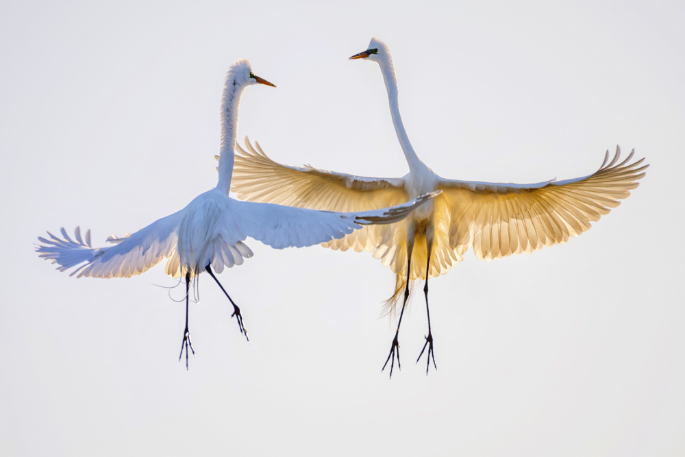 pas de deux von Dawei Liu 金山大卫