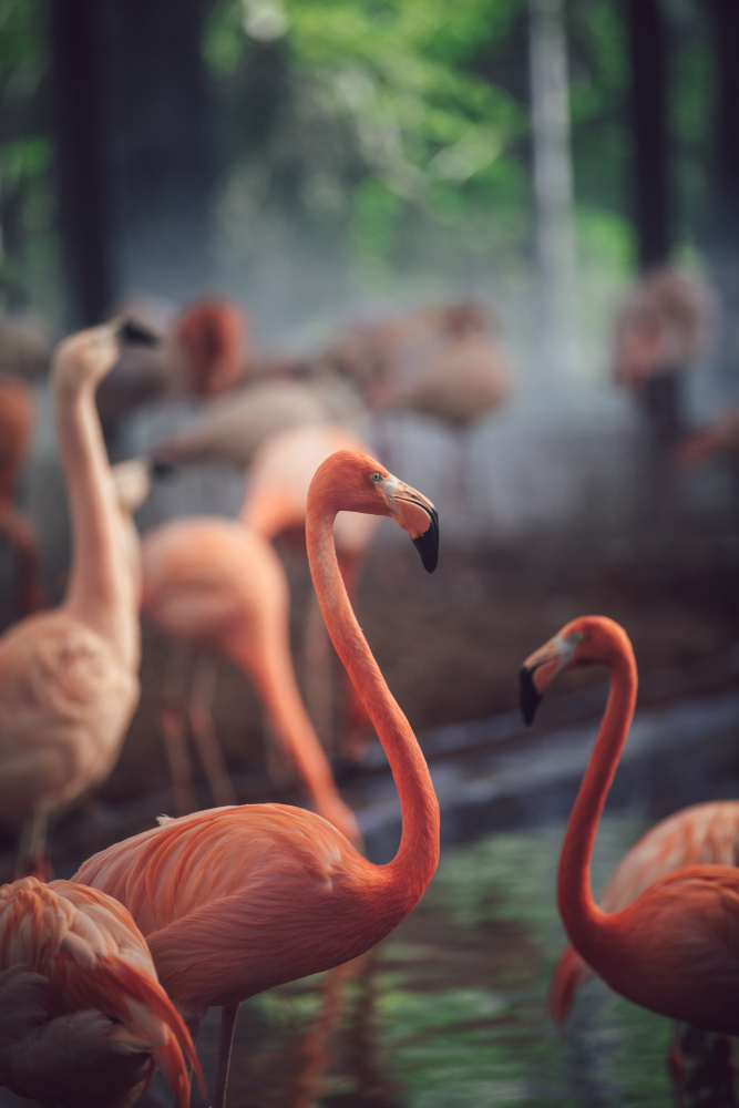 Flamingo von Dayvee