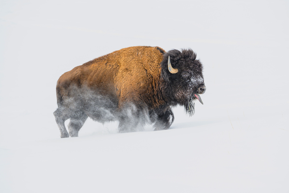 Bison in the Snow von Debbie Hunt