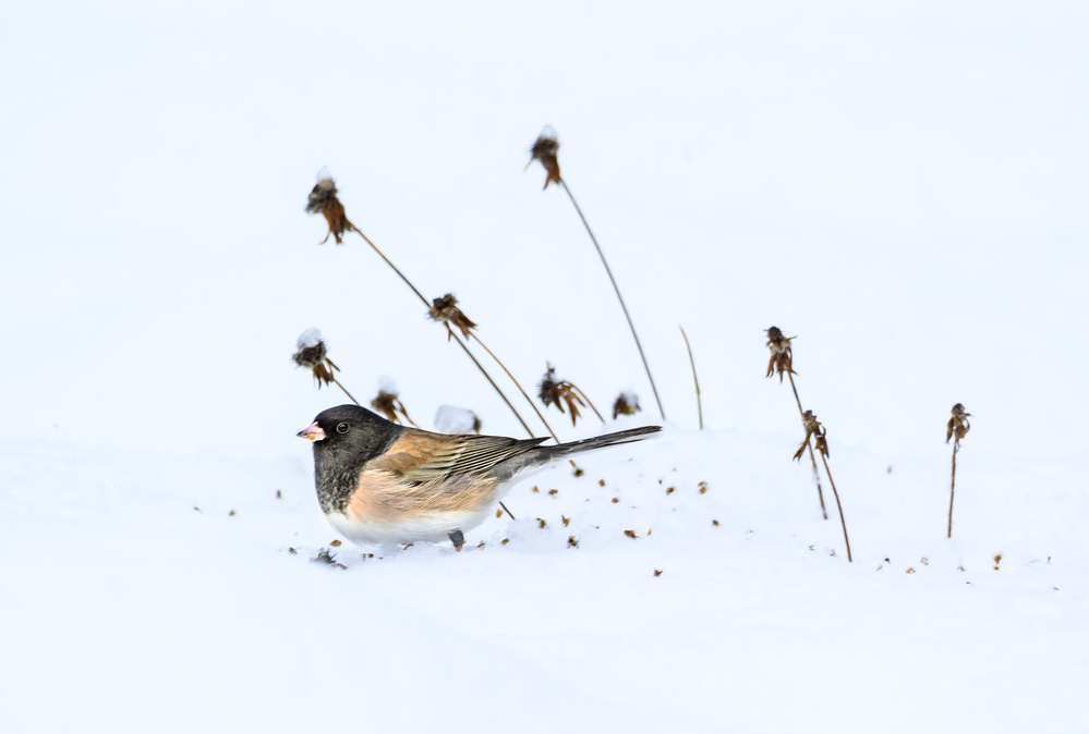 Waiting for Spring von Debbie Hunt