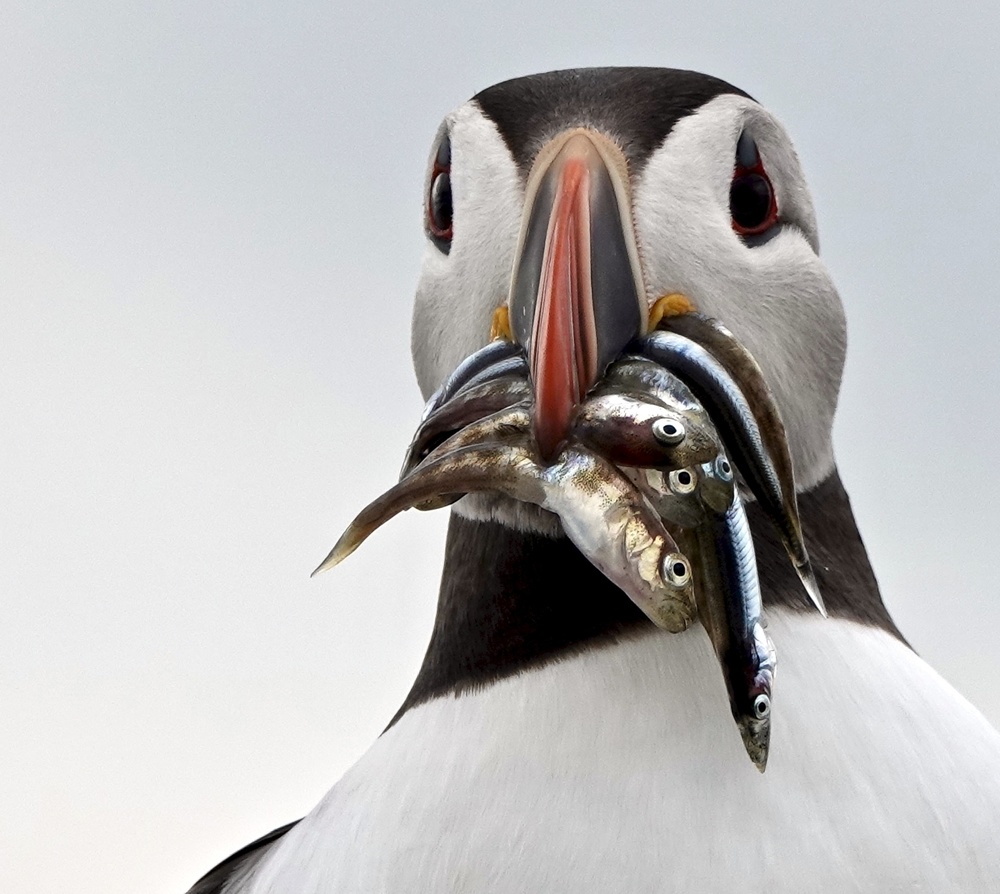 Fishes For The Pufflings. von Debmercury