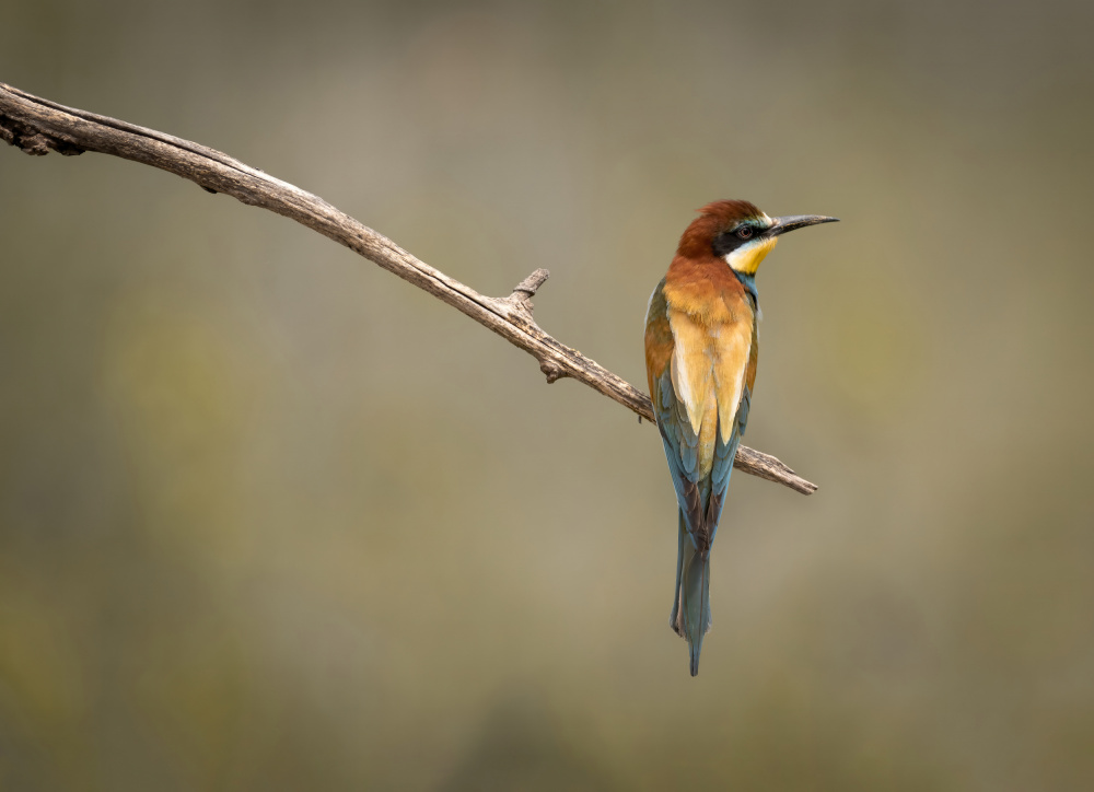 Bee Eater von Dejan Zakic