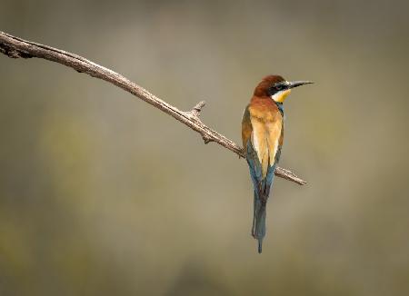 Bee Eater