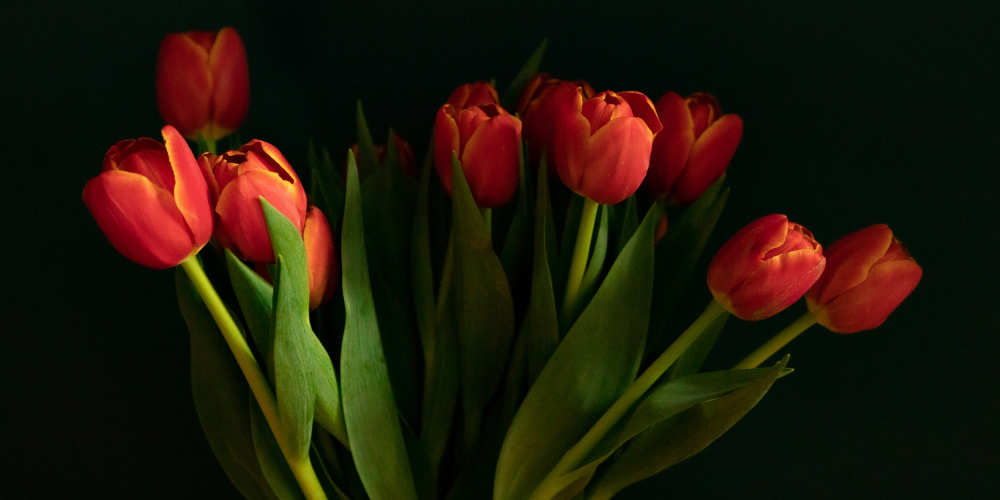 Orange tulips von Delphine de Malleray