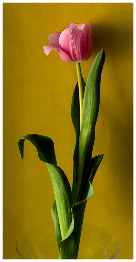 Tulip2 von Delphine de Malleray