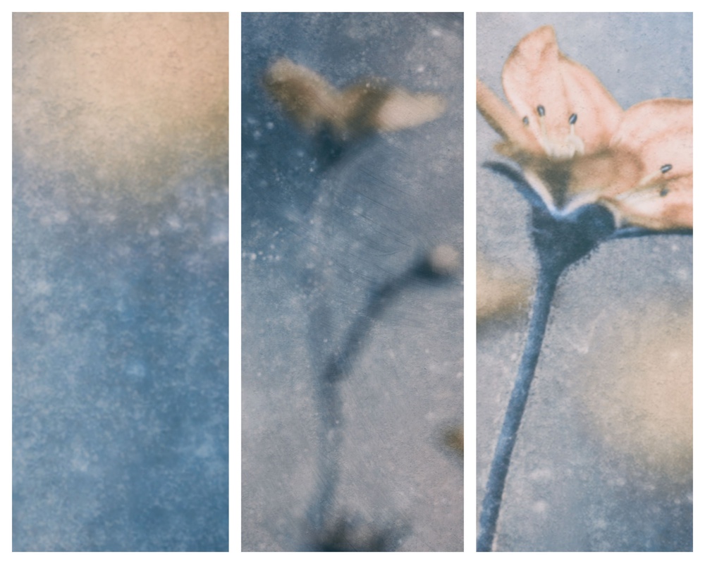 Blue Winter (Triptych) von Delphine Devos