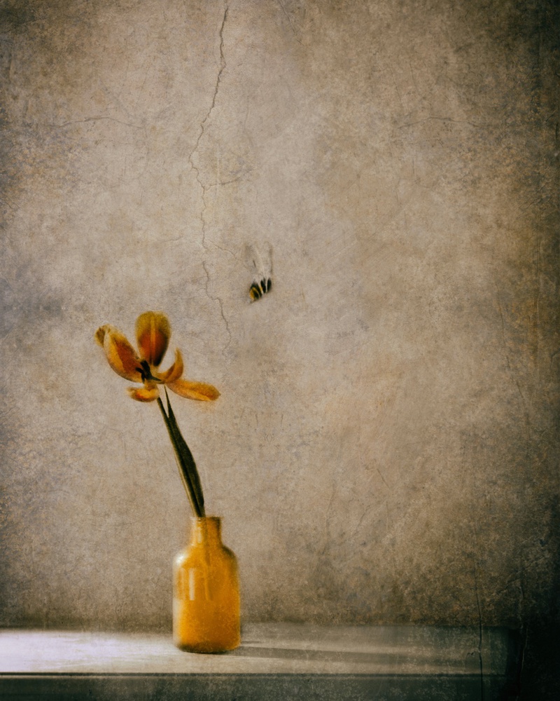 The Flower and The Bee von Delphine Devos