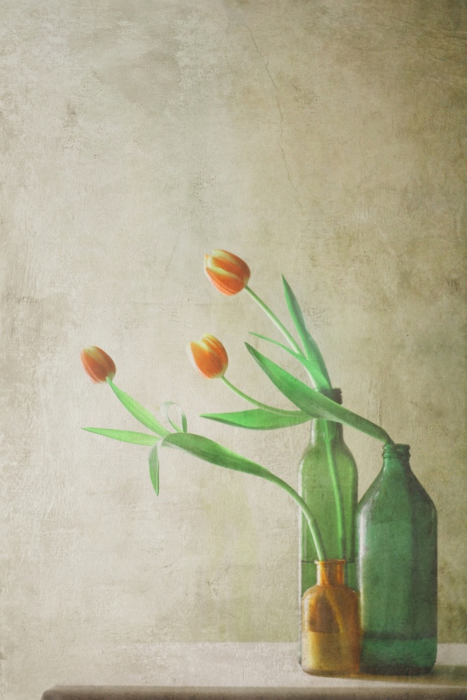 Three Tulips von Delphine Devos