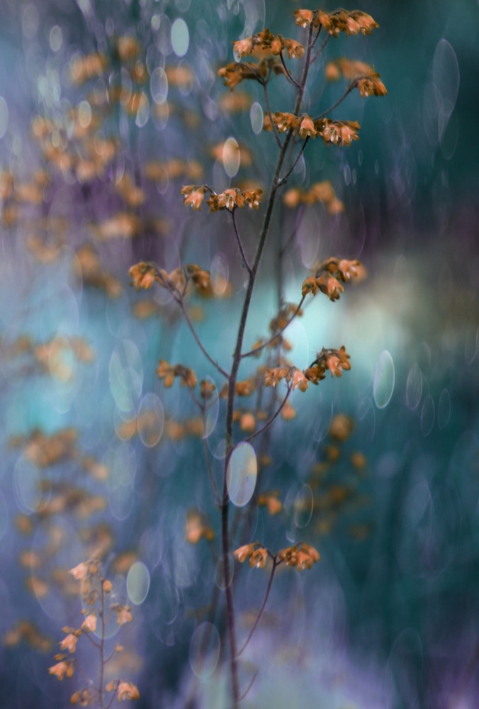 Light Dance with Flowers von Delphine Devos