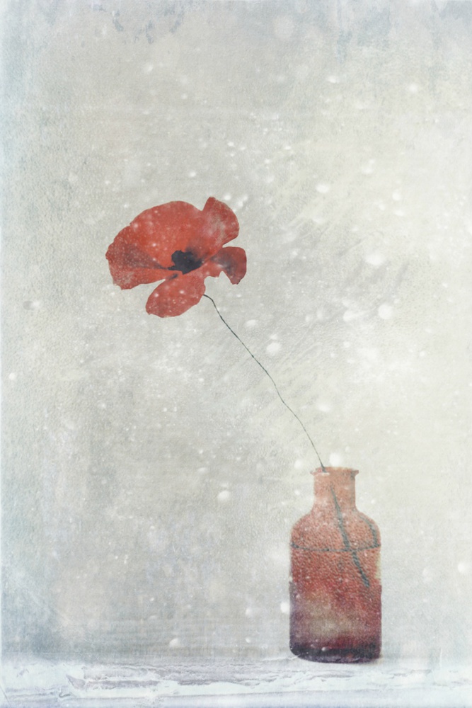 Winter Poppy von Delphine Devos